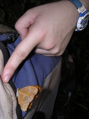 Lachnoptera anticlia
