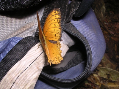 Lachnoptera anticlia