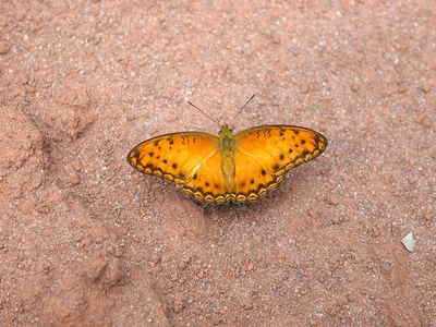 Phalanta eurytis