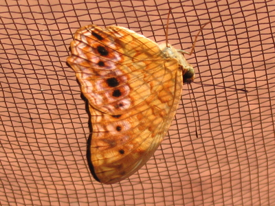 Phalanta eurytis