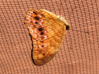 verso