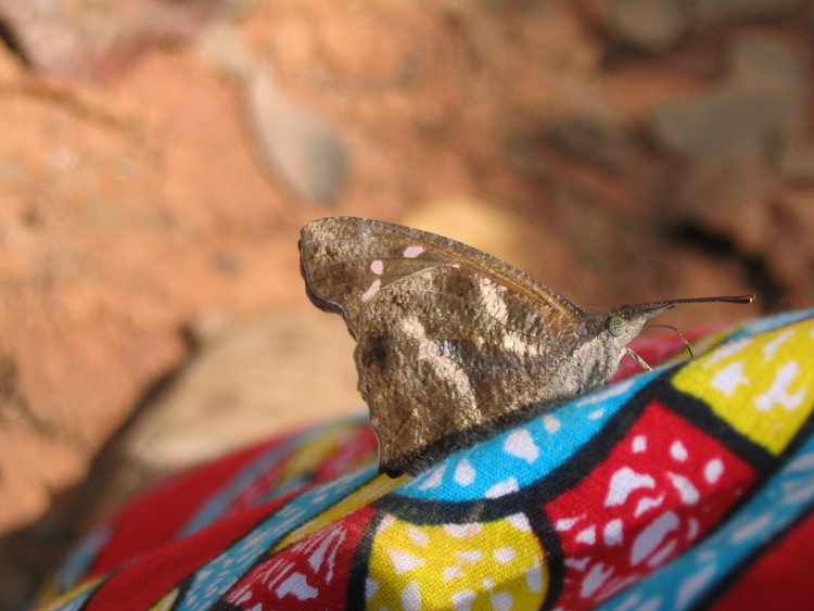 Libythea labdaca