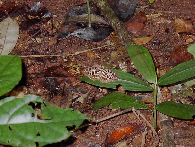 Catuna crithea