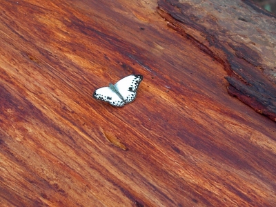 Cymothoe caenis