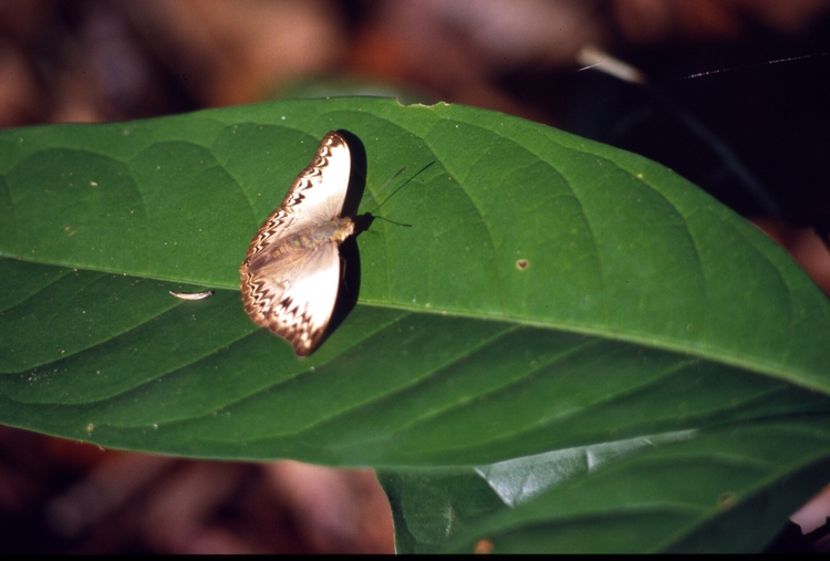 Cymothoe consanguis