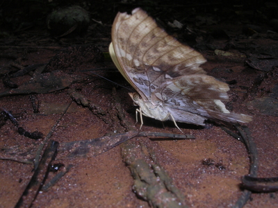 Cymothoe fumana