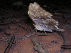 verso