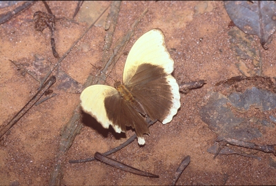 Cymothoe fumana
