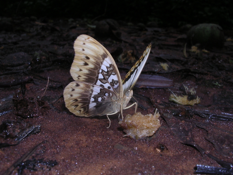 Cymothoe herminia