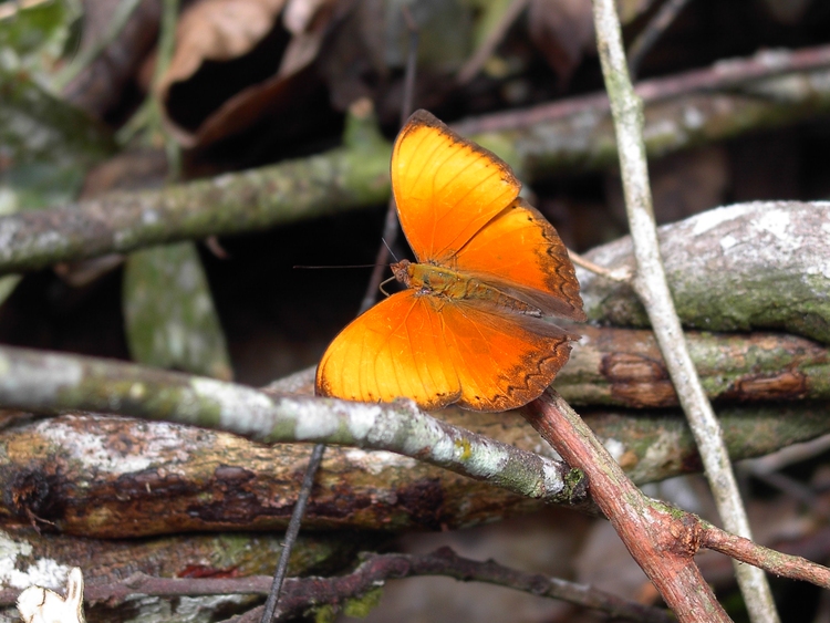 Cymothoe hesiodotus