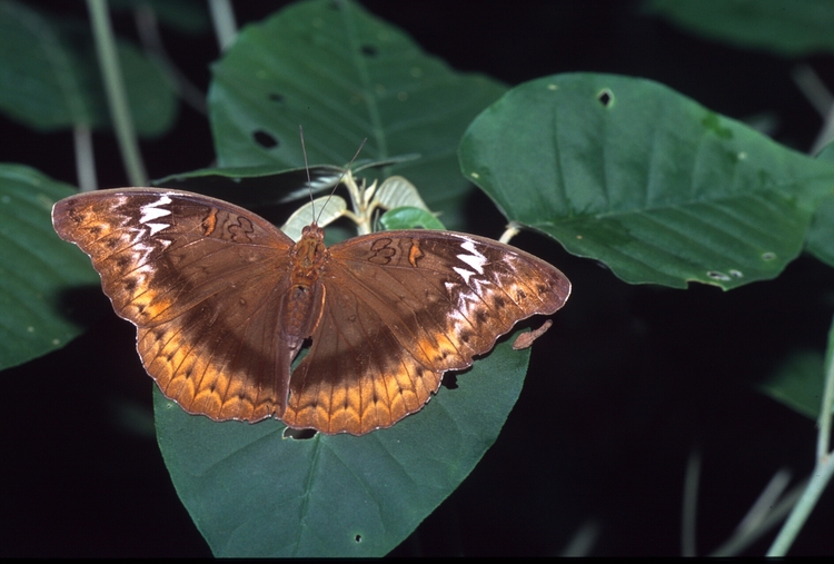 Cymothoe hypatha