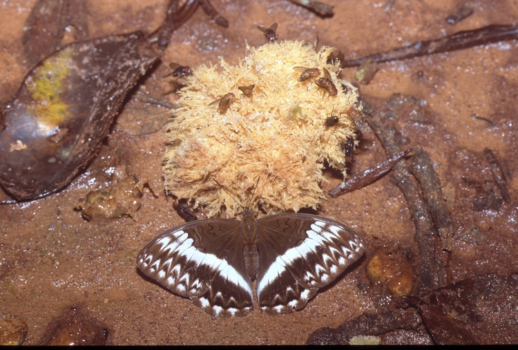 Cymothoe jodutta ciceronis