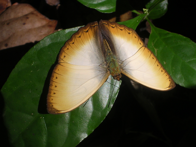 Cymothoe reinholdi