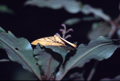 Cymothoe reinholdi