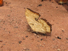 verso