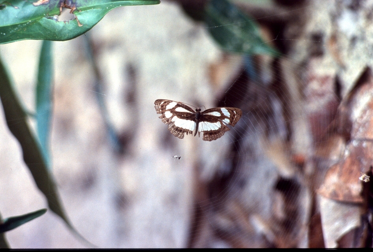 Neptis nicoteles