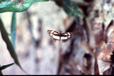 Neptis nicoteles