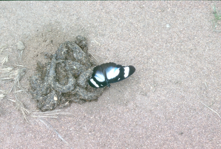 Hypolimnas anthedon