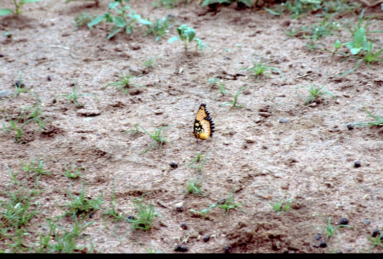 Junonia octavia
