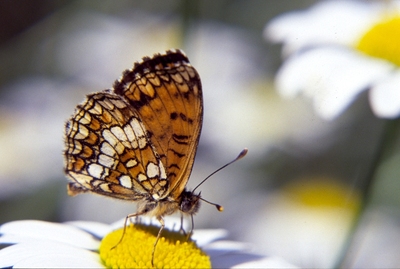 Mellicta athalia