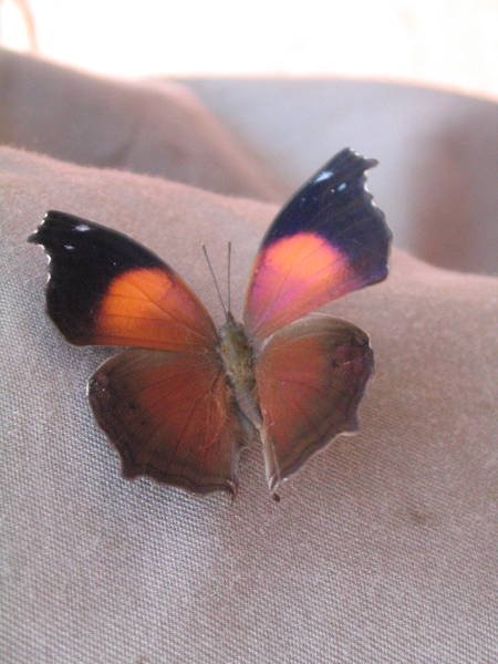 Salamis cacta cacta