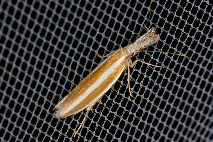 Pleurota aristella