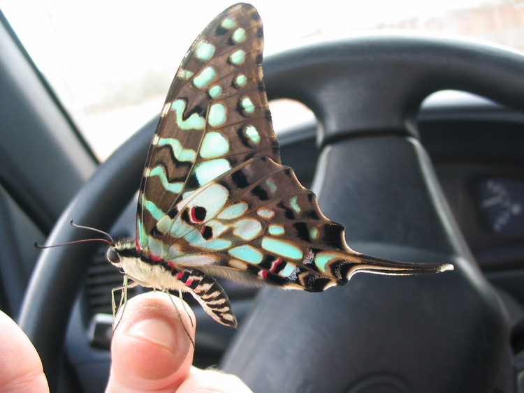 Graphium antheus