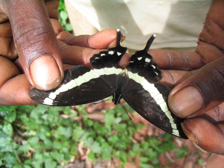 Graphium illyris