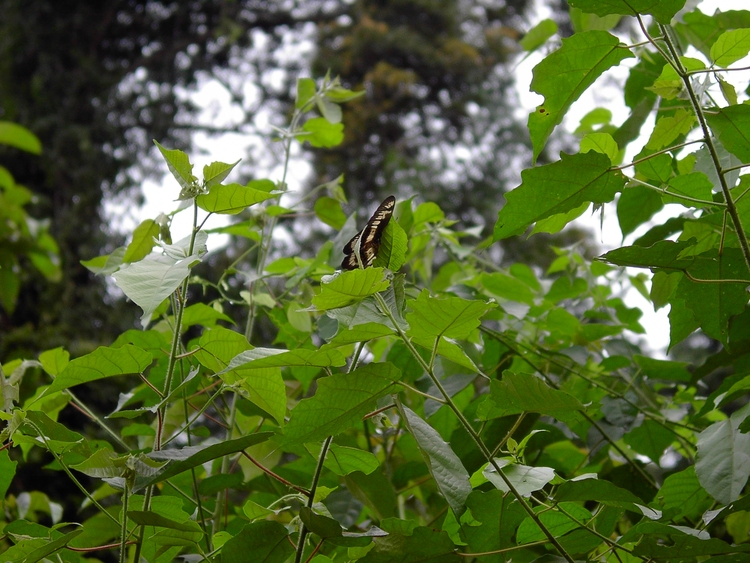 Graphium latreillianus