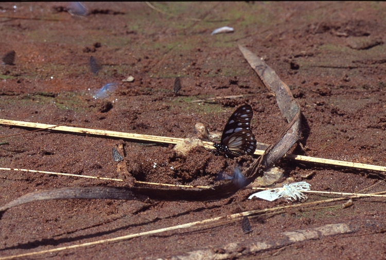 Graphium leonidas