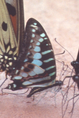 Graphium policenes