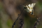 img_1390-v.jpg