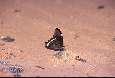 Papilio bromius