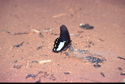 Papilio bromius