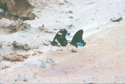 Papilio hesperus hesperus