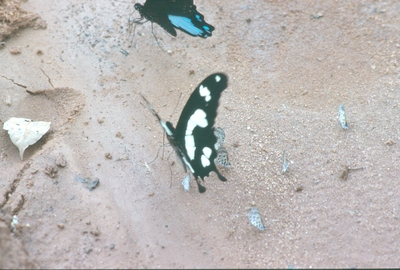 Papilio hesperus hesperus