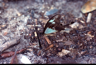 Papilio phorcas
