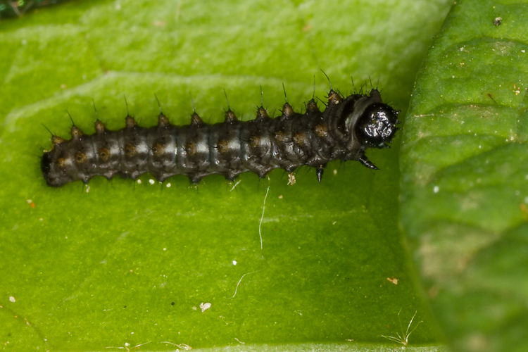 Zerynthia polyxena