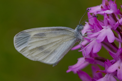 Leptidea sinapis