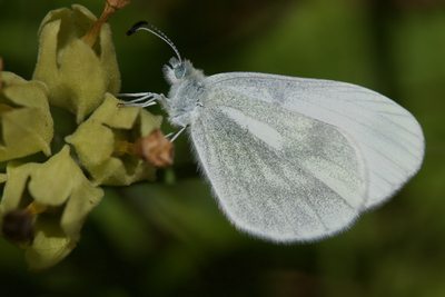 </i>Complex <i>Leptidea sinapis/reali/juvernica