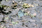 verso