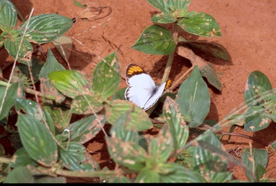 Colotis euippe