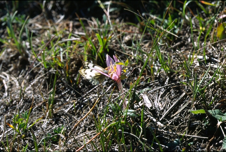 Pontia callidice