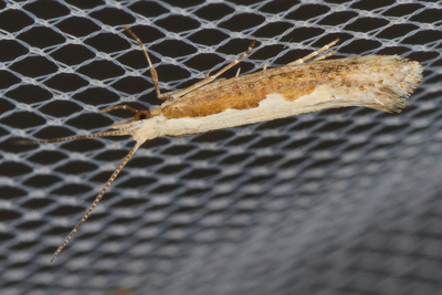 Plutella xylostella