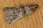 recto