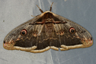 img_4038-v.jpg