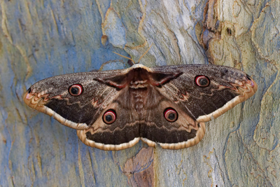 Saturnia pyri