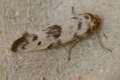 Enolmis sp.