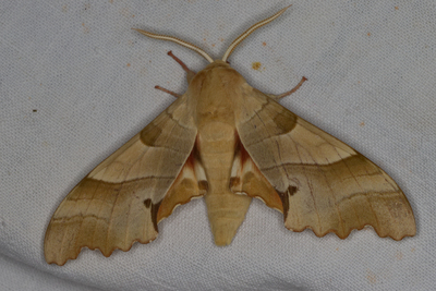 Marumba quercus