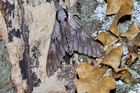 img_4303-v.jpg